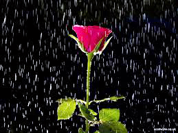 Single rose bud in the rain